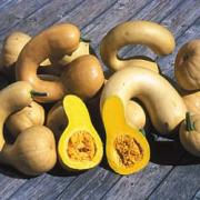 Cucurbita moschata 